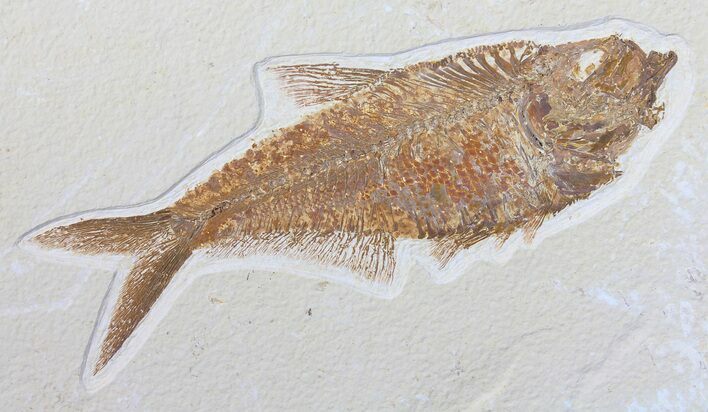 Nice, Diplomystus Fossil Fish - Wyoming #50861
